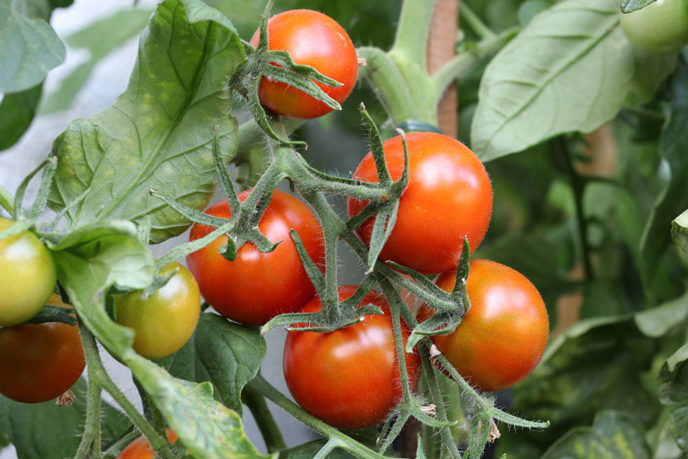 Tomaten