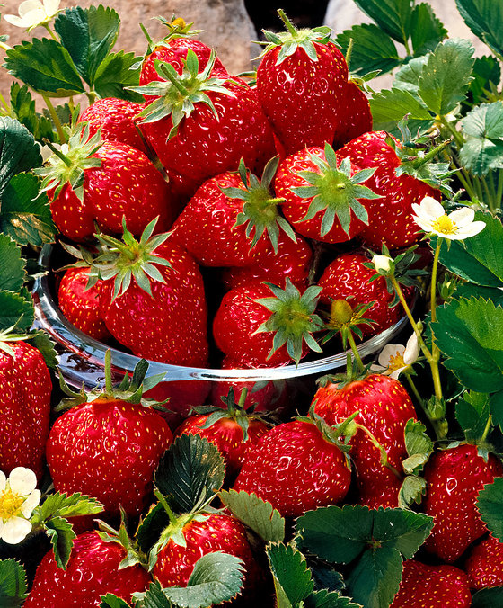 Erdbeeren