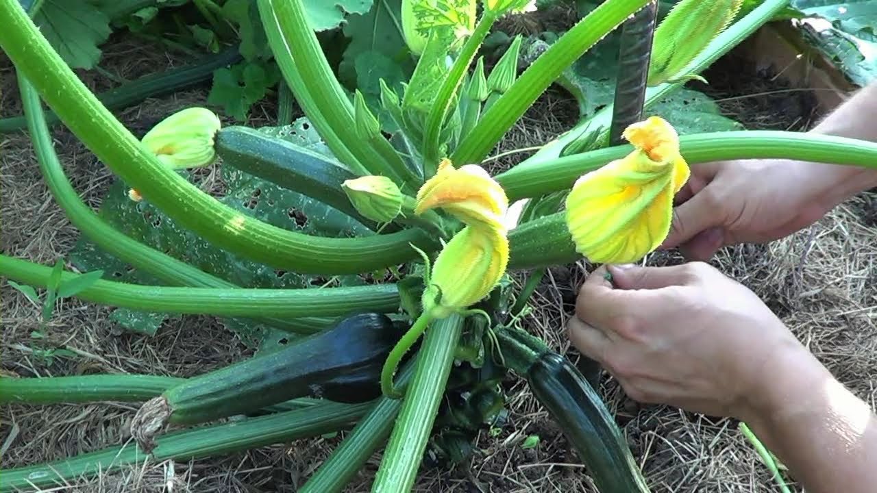 Zucchini